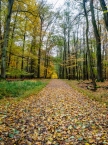 Herbstlicher Stadtwald