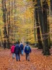 Wanderung durch den ruhigen Frankfurter Stadtwald