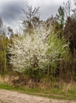 00200_20170407_WL_Saalburg_008_a